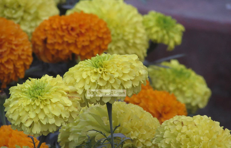 কাটা স্থানে গাদা ফুল গাছের রস লাগালে ক্ষত স্থান থেকে রক্ত পরা বন্ধ হয়। গ্রামে এখনও এটি ক্ষতের চিকিৎসায় ব্যবহার করা হয়ে থাকে।