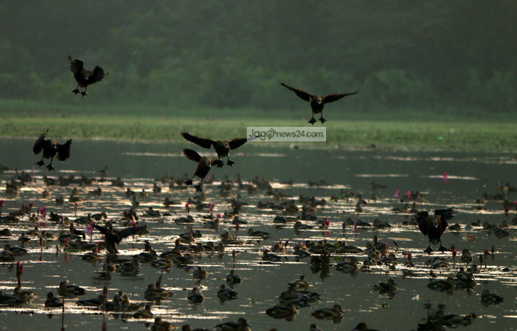 শীতের শুরুতে এ বছরও আসতে শুরু করেছে অতিথি পাখি। জাহাঙ্গীরনগর বিশ্ববিদ্যালয় ক্যাম্পাস থেকে এ ছবি তুলেছেন আলোকচিত্রী মাহবুব আলম।