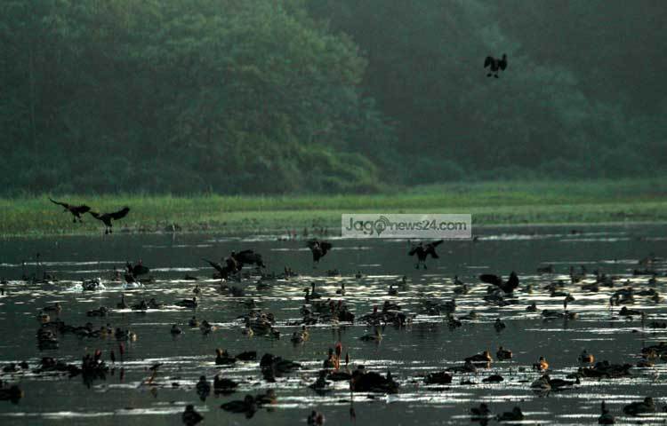 এই পাখিও যেন এদেশের মানুষের আতিথেয়তার লোভে নিরাপদ আশ্রয়ের সন্ধানে ছুটে আসে। আমাদের দেশের জলাশয়ও যেন অতিথি পাখিদের জন্য অপেক্ষায় থাকে। ছবি : মাহবুব আলম