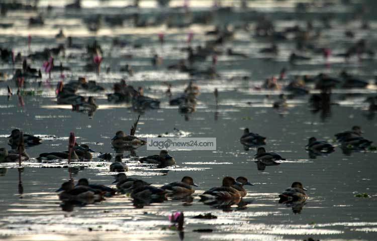 এরই মধ্যে হাওড়, বাওড়, বিল, দীঘি, লেকসহ অসংখ্য জলাশয় অতিথি পাখির আগমনে নতুন রূপে সেজে উঠেছে। এখন চারিদিক অতিথি পাখির কলতানে মুখর। ছবি : মাহবুব আলম