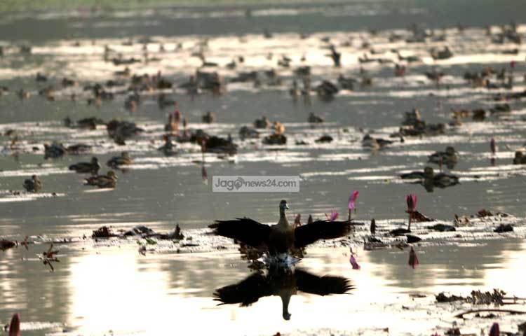 শীতের প্রকোপ থেকে বাঁচতেই এ পাখিরা ছুটে আসে এ দেশে। শীতপ্রধান দেশ রাশিয়ার সাইবেরিয়া, মঙ্গোলিয়া, চীনের জিনিজিয়াং ও ভারত মহাসাগরে তীব্র শীত পড়ে এই সময়ে। ছবি : মাহবুব আলম