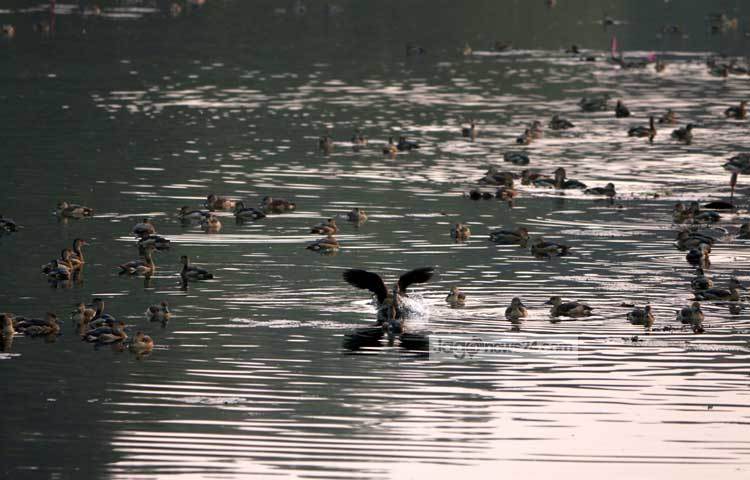 সেসব অঞ্চলে এ সময়ে তীব্র খাদ্যসংকট দেখা দেয়। একদিকে তুষারপাত অন্যদিকে খাদ্যসংকট- এ দুইয়ের কারণে পাখিদের জীবন প্রায় বিপন্ন হয়ে পড়ে। ছবি : মাহবুব আলম