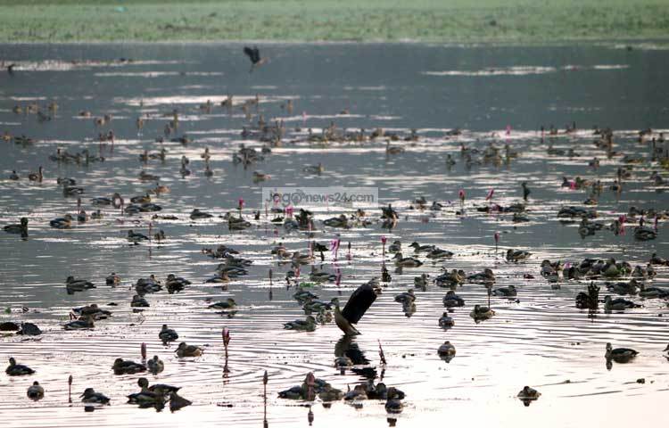 তখন জীবন বাঁচানোর তাগিদে হাজার হাজার মাইল পাড়ি দিয়ে অপেক্ষাকৃত কম শীতের এই দেশটিকে অতিথি পাখিরা সাময়িক আবাসভূমি হিসেবে বেছে নেয়। ছবি : মাহবুব আলম