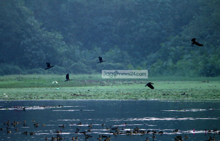 শীত শেষ হলে আবার তারা নিজেদের দেশে ফিরে যায়। ছবি : মাহবুব আলম
