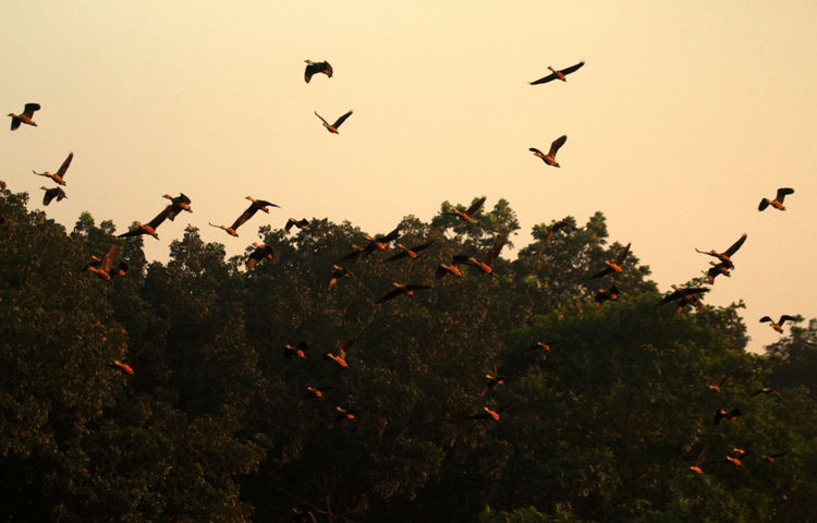শীতের অতিথি পাখির মধ্যে উল্লেখযোগ্য হলো- খয়রা চখাচখি, বালিহাঁস, কার্লিউ, বুনোহাঁস, ছোট সারস, বড় সারস, কাদাখোঁচা, হেরন, নিশাচর ডুবুরি, চিতি প্রভৃতি। ছবি : মাহবুব আলম