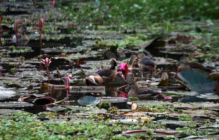 ঝাঁকে ঝাঁকে অতিথি পাখি যখন বিচিত্র স্বরে ডাকতে ডাকতে আকাশে উড়ে বেড়ায়; তখন মন নিমেষেই প্রফুল্ল হয়ে যায়। জলাশয়গুলোতে অতিথি পাখির অনাবিল সৌন্দর্য দেখতে পাখিপ্রেমীরা ভিড় করে। ছবি : মাহবুব আলম