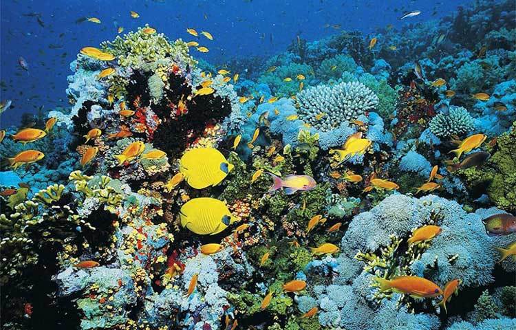 অস্ট্রেলিয় গবেষকরা জানিয়েছেন, এক ধরনের গোপন ভাইরাসের কারণে হুমকির মুখে পড়েছে গ্রেট ব্যারিয়ার রিফের অস্তিত্ব। দ্বীপের প্রয়োজনীয় প্রবালগুলো &lsquo;সিমবায়োডিনিয়াম&rsquo; নামে পরিচিত &lsquo;ফটোসিনথেটিক&rsquo; ধরনের শেওলার সঙ্গে মিলেমিশে বাস করে।