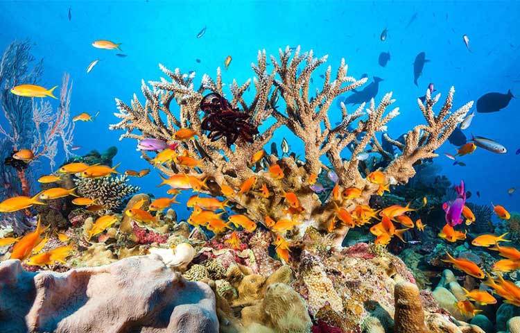 অস্ট্রেলিয়ায় কুইন্সল্যান্ডের সমুদ্রতটে প্রায় ৯০০টি দ্বীপের সমন্বয়ে গড়ে ওঠা এই প্রবাল প্রাচীরটি প্রায় ৩৪৪, ৪০০ বর্গ কিলোমিটার স্থান জুড়ে অবস্থিত।