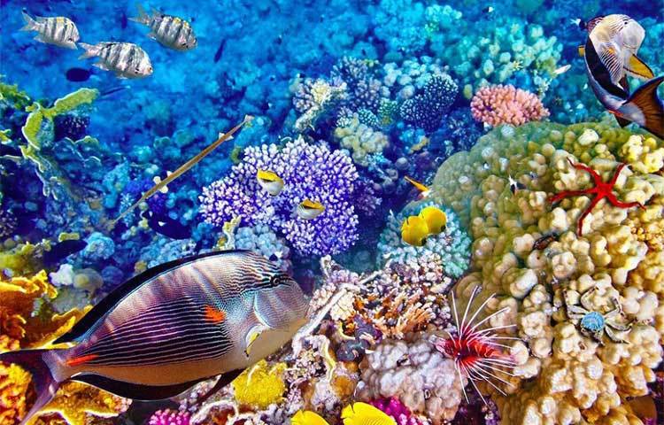 পৃথিবীর আশ্চর্য প্রবাল প্রাচীরের একটি বড় অংশ ‘গ্রেট ব্যারিয়ার রিফ মেরিন পার্ক’-টি একসময়ে মাছ ধরার একটি উপযুক্ত স্থান ছিল।