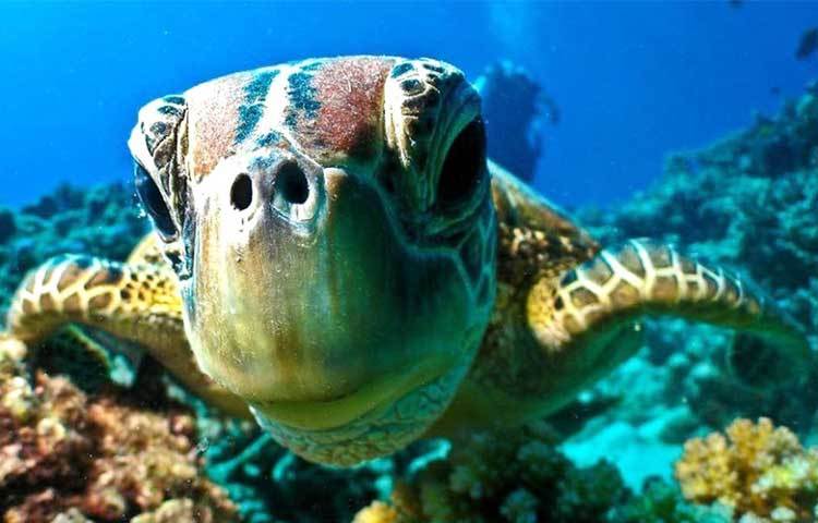 সম্প্রতি পরিবেশবিদ রোয়ান জ্যাকবসেন ঐতিহ্যপূর্ণ এই বাস্তুতন্ত্রটিকে &lsquo;মৃত&rsquo;বলে ঘোষণা করেছেন। ২০১৬ সালেই এটির মৃত্যু হয়েছে বলে তার দাবি। যদিও এটি আগের মতোই রয়েছে বলে জানিয়েছেন অনেক পরিবেশবিদ।