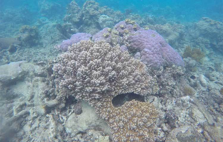 পৃথিবীর সবচেয়ে বিচিত্র গ্রেট ব্যারিয়ার রিফের বয়স প্রায় ২ কোটি ৫০ লাখ বছর। বয়স বিবেচনায় ঐতিহ্যপূর্ণ স্থানগুলোর মধ্যে এটির বিপরীত অন্যটি খুঁজে পাওয়া যায় না।&nbsp;&nbsp;