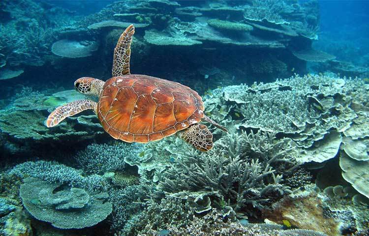 বিচিত্র পৃথিবীর এই বিচিত্র স্থানটি পর্যটকদের কাছে একটি আকর্ষণীয় পর্যটনকেন্দ্র। এর মাধ্যমে অস্ট্রেলিয়ার অর্থনীতি যেমন সমৃদ্ধ তেমনি প্রতি বছর প্রায় ৩ বিলিয়ান ডলার এই পর্যটন থেকে আয় করছে দেশটির সরকার।