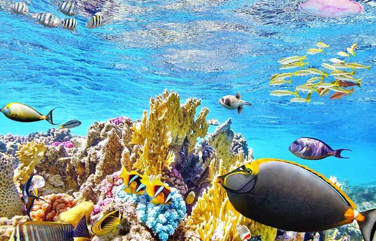 এটি বিশ্বের বৃহত্তম প্রবালপ্রাচীর। বিশ্লেষকদের ধারণা, &lsquo;কোরাল ব্লিচিং&rsquo;-এর ফলে এই প্রবাল প্রাচীরের ব্যাপক ক্ষয় হয়েছে। এতে করে ব্যারিয়ার রিফের সৌন্দর্য কিছুটা কমেছে।