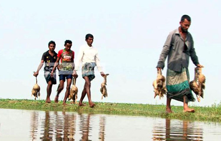 আকস্মিক বন্যায় হাকালুকি হাওরের ধান নষ্ট হওয়ার পর মাছ মরে যাওয়ার পর এবার মারা যাচ্ছে হাঁস।