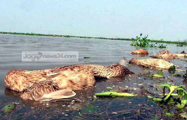 স্থানীয়রা বলছেন, ওই এলাকায় দূষিত মরা মাছ খেয়ে পোষা হাঁসগুলো মারা যাচ্ছে। এতে গরিব কৃষকসহ খামারিদের মধ্যে দেখা দিয়েছে উদ্বেগ।