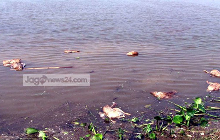 কুলাউড়া উপজেলা প্রাণিসম্পদ কর্মকর্তা ডা. সাইফুদ্দিন জানান, হাঁসের মড়ক প্রতিরোধে ইতোমধ্যে প্রয়োজনীয় ব্যবস্থা নেয়া হয়েছে।