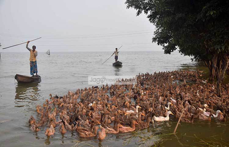 হাওরের বানের জলে ভেসে বেড়াচ্ছে হাঁস। ছবি : মাহবুব আলম