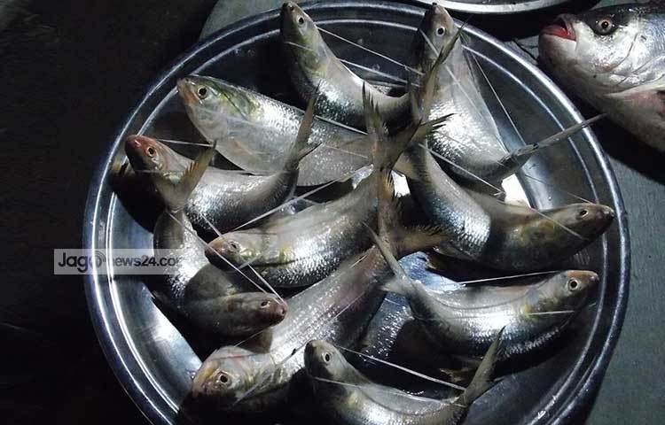 মাওয়া ঘাটে সারাবছরই কম-বেশি সুস্বাদু ইলিশ পাওয়া যায়। ভ্রমণ পিপাসু ও রসনাবিলাসীরা এ ঘাট থেকে ইলিশ সংগ্রহ করেন। ছবি : রবিউল ইসলাম পলাশ