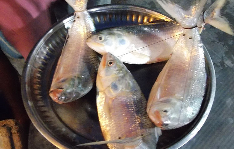 মাওয়া ঘাটের ইলিশের ওজনের সঙ্গে সঙ্গে দামটাও পাল্লা দিয়ে ওঠানামা করে। ছবি : রবিউল ইসলাম পলাশ