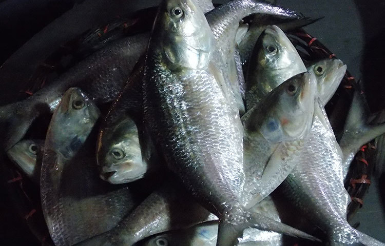 রুপালি ইলিশ আলোর মাঝে চিকচিক করছে। দেখলে মন জুড়িয়ে যায়। ছবি : রবিউল ইসলাম পলাশ