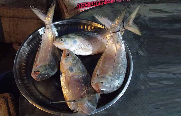 ইলিশ মাছে বাঁকা করার জন্য সুতা দিয়ে বেঁধে রাখা হয়েছে। মাছ বাঁকা হলে ক্রেতারা বেশি আকৃষ্ট হন। ছবি : রবিউল ইসলাম পলাশ