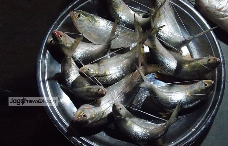 মাওয়া ঘাটের ছোট ৪০০ গ্রাম থেকে ৫০০ গ্রাম ইলিশের দাম পড়বে ৪০০ থেকে ৪৫০ টাকা আর ইলিশের ওজন যদি ৭০০ থেকে ৮০০ গ্রাম হয় তবে দাম পড়বে ৯০০ থেকে ১০০০ টাকা। ছবি : রবিউল ইসলাম পলাশ