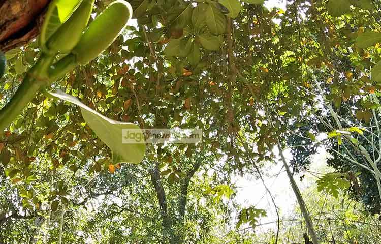 আশা করা যাচ্ছে এবারের কাঁঠালের ভালো ফলন হবে। ছবি : রুহুল আমিন রয়েল
