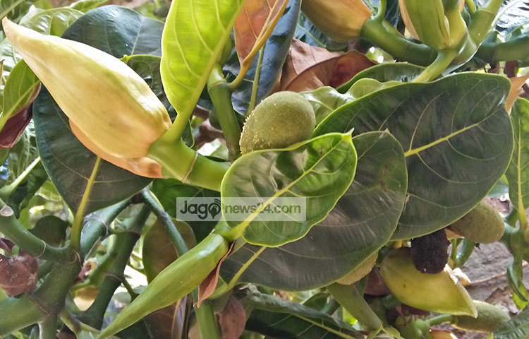 কাঁঠালের কচি এ মুকুল দিয়ে শিশু-কিশোররা অনেক সময় আচার বানিয়ে খায়। ছবি : রুহুল আমিন রয়েল