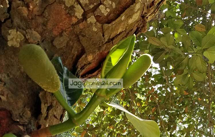 গরিবের আমিষ ও জাতীয় ফল কাঁঠালের মুকুলঝরা সমস্যাটি বড় সমস্যা। এর কারণে কাঁঠাল ঝরে পড়ায় ফলন মারাত্মক কমে যায়। ছবি : রুহুল আমিন রয়েল