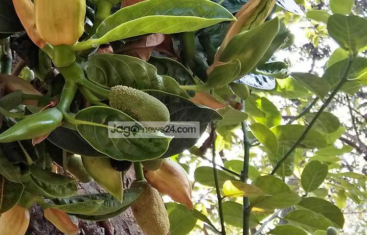 মুকুল আসার সময় একটু সচেতন হলেই মুকুল ঝরা কমানো যায়। ছবি : রুহুল আমিন রয়েল