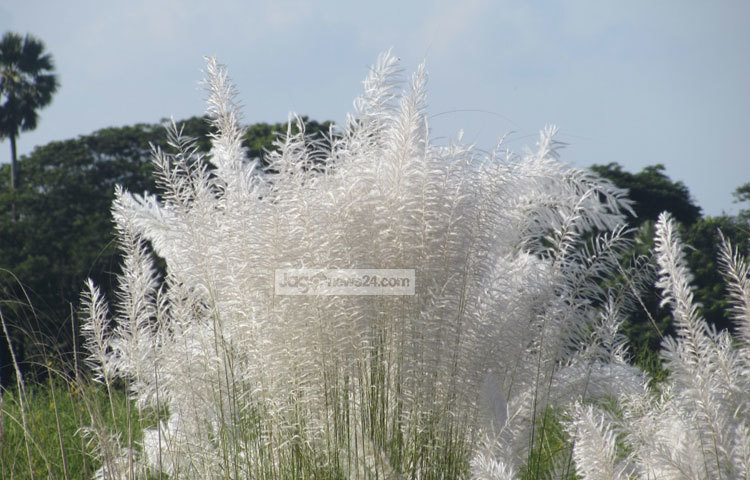 এসেছে শরৎ জেগেছে কাশফুল। বাংলাদেশে ছয় ঋতুর মধ্যে শরৎ আসলেই নদীর ধারে কাশফুল দেখা যায়। শরীয়তপুর থেকে কাশফুলের ছবি পাঠিয়েছেন মো. ছগির হোসেন।