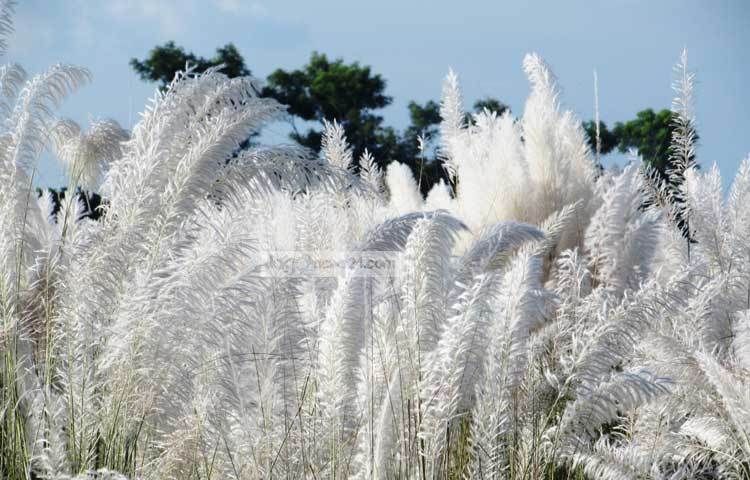 শরতের কাশফুল দেখলে চোখ দুটো নিমেষেই জুড়িয়ে যায়। ছবি : মো. ছগির হোসেন।&nbsp;&nbsp;&nbsp;