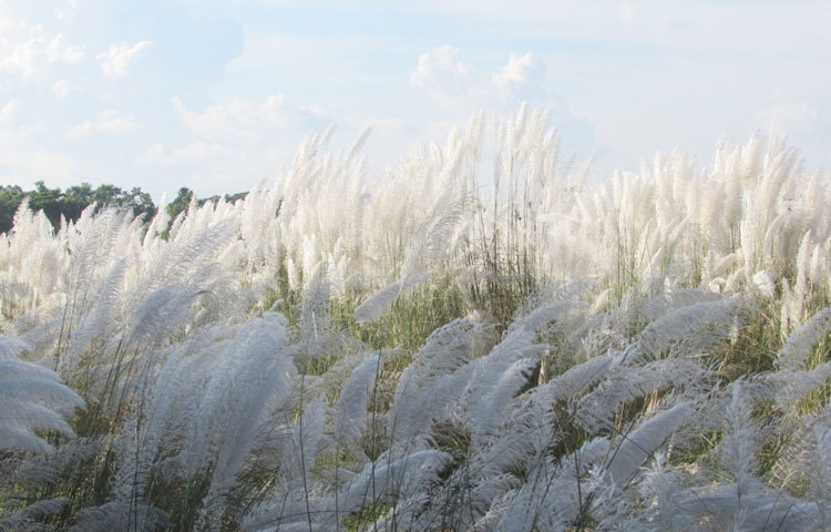 শরৎ ঋতুর মধ্যে শিশুর একটা ভাব রয়েছে বলে প্রচলিত আছে। সাদা কাশফুল শরতের শিশু ভাবকে আরও বাড়িয়ে দেয়। ছবি : মো. ছগির হোসেন।