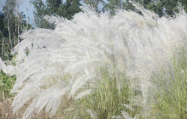 শরতের সৌন্দর্যে মুগ্ধ হয়ে কবি লেখেন কবিতা, শিল্পী এঁকে যান নয়ন জুড়ানো ছবি। ছবি : মো. ছগির হোসেন।