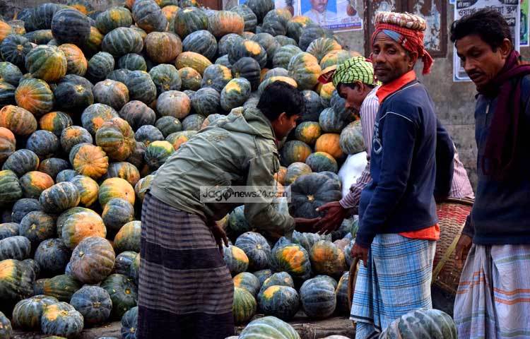মিষ্টি কুমড়ার বাজার। এখান থেকে খুচরা বিক্রেতারা পাইকারী মূল্যে কুমড়া কিনে নেন। ছবি : মাহবুব আলম