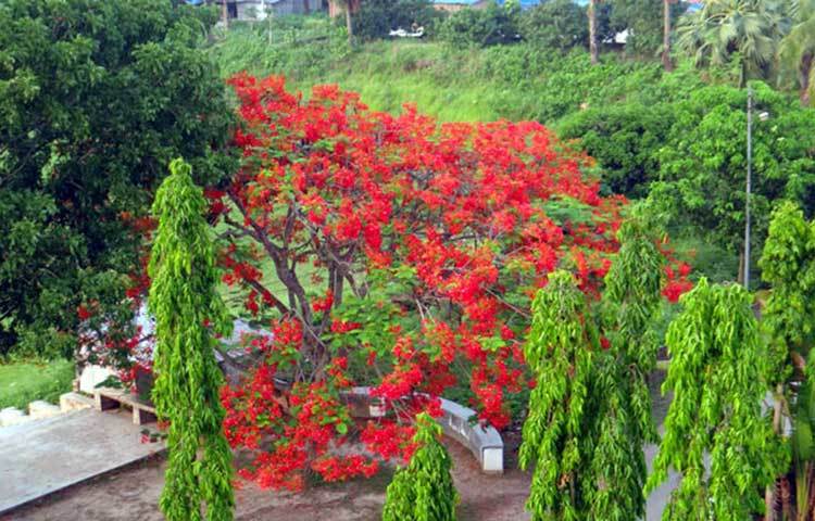 গ্রীষ্মের ক্লান্ত পথিককে একটু শান্তির পরশ বুলিয়ে দিয়ে যায় কৃষ্ণচূড়া। কিছুক্ষণের জন্য মিশিয়ে দেয় প্রকৃতির সঙ্গে। ছবি : ফেরদাউসুর রহমান সোহাগ