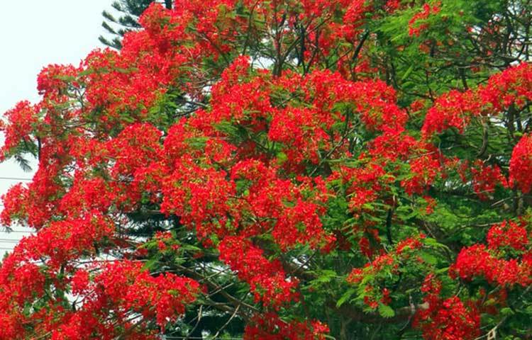 ইসলামী বিশ্ববিদ্যালয় যেন কৃষ্ণচূড়ার ক্যাম্পাস। গ্রীষ্মের শুরুতেই আবির রঙে রেঙেছে পুরো ক্যাম্পাস।