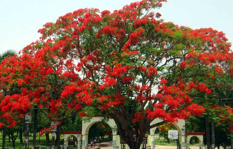 কৃষ্ণচূড়া গাছের সবুজের সমাহারের মাঝে রক্তিম আভা। যা দেখে মনে হয় কৃষ্ণচূড়া গ্রীষ্মেরই ফুল। ছবি : ফেরদাউসুর রহমান সোহাগ