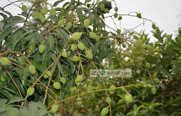 আবহাওয়া অনুকুলে থাকলে দিনাজপুরে এবার হাজার কোটি টাকার লিচু উৎপাদনের সম্ভাবনা রয়েছে। ছবি : এমদাদুল হক মিলন
