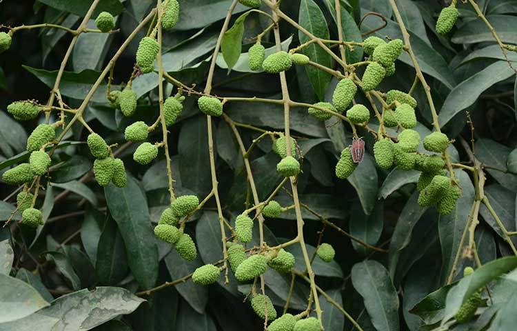 এখন পর্যন্ত কোনো প্রকার দূর্যোগপূর্ণ পরিবেশে পড়তে হয়নি লিচু চাষিদেরকে। তাই লিচু চাষিরা স্বপ্ন দেখছে রেকর্ড পরিমাণ লিচু উৎপাদনের। ছবি : এমদাদুল হক মিলন