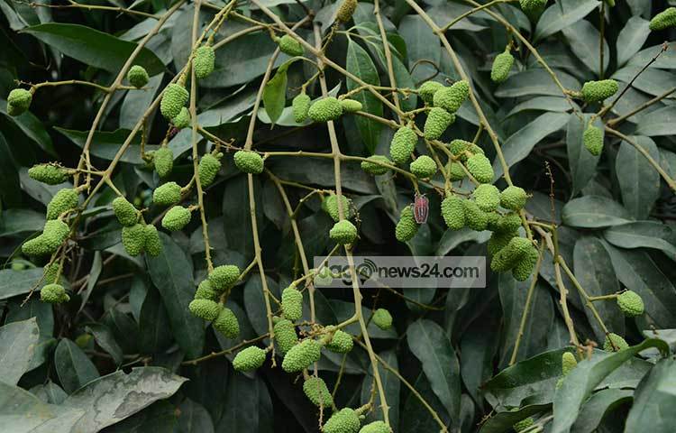 দিনাজপুর কৃষি সম্প্রসারণ অফিস সূত্রে জানা যায়, দেশের মানুষের কাছে রসগোল্লা হিসেবে পরিচিত লিচু চাষে দিনাজপুরে রীতিমত বিপ্লব ঘটেছে। ছবি : এমদাদুল হক মিলন