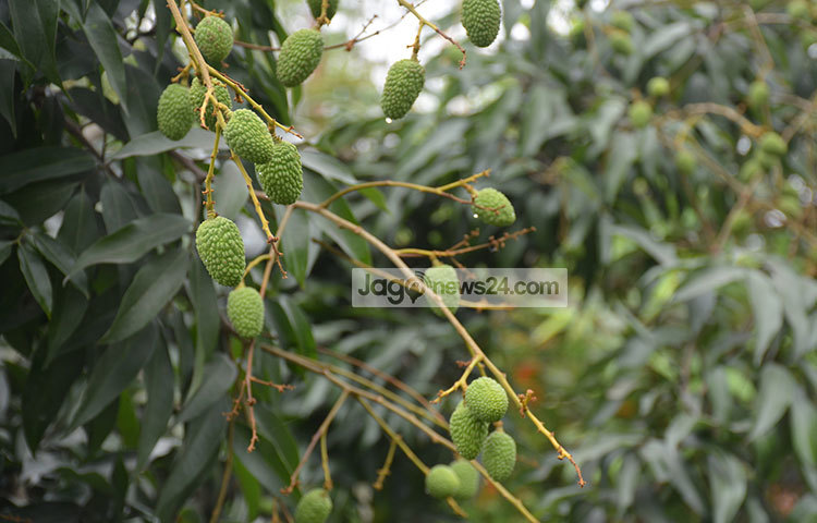 মোট উৎপাদনের ২০% দিনাজপুর জেলায় ও ৮০% দেশের বিভিন্ন জেলাসহ বিদেশে বিক্রি হয়ে থাকে। ছবি : এমদাদুল হক মিলন