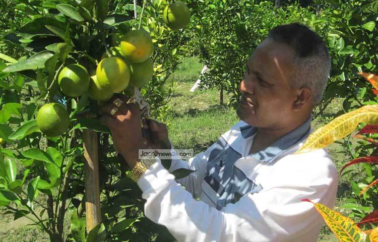পিরোজপুরের মাটি আর আবহাওয়া অনুকূলে থাকায় এখানকার কৃষকরা চাষাবাদে যেমন এনেছেন বৈচিত্র, তেমনি এগিয়ে যাচ্ছেন নতুন নতুন প্রযুক্তি নির্ভর কৃষি বিপ্লবে। এর অন্যতম হচ্ছে মালটার বিপ্লব। ছবি : হাসান মামুন