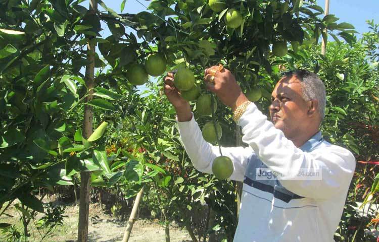 শেখ হুমায়ুন কবির নামে পিরোজপুর সদর উপজেলার বড় খলিশাখালী গ্রামের এক ব্যবসায়ী এই মালটা চাষ করছেন। ছবি : হাসান মামুন