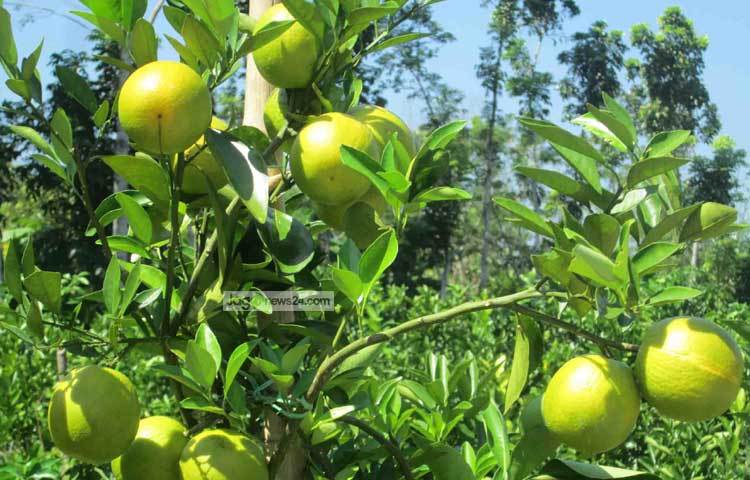 মালটা চাষী শেখ হুমায়ুন কবির জানান, ২০১৫ সালে নিজ গ্রামে ৭৫ বিঘা জমির উপর গড়ে তোলেন তার মালটা বাগান। এটাই দেশের সবচেয়ে বৃহত্তম মালটার বাগান বলে তার দাবি। ছবি : হাসান মামুন