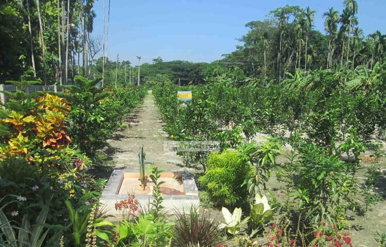 তার বাগানে ২১ হাজার মালটা গাছের সঙ্গী ফসল হিসেবে রয়েছে আমসহ বিভিন্ন প্রজাতির দেশিয় ফলের গাছ। ছবি : হাসান মামুন
