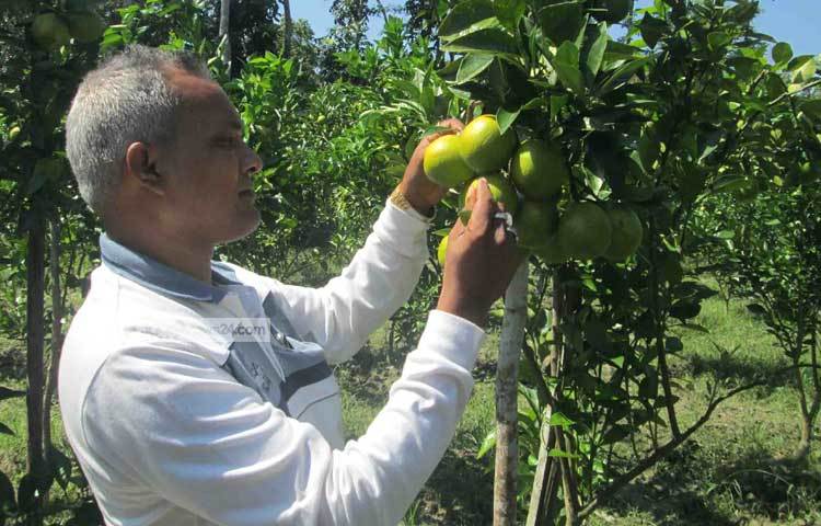গত বছর মালটার বাগান করলেও এ বছরই তার বাগানের প্রায় এক-চতুর্থাংশ গাছে মালটা ধরেছে। ফলে এ বছরই তার বাগানের খরচের অনেকটাই উঠবে বলে আশা করছেন তিনি। ছবি : হাসান মামুন