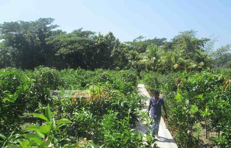 বিদেশি মালটার তুলনায় বেশ রসালো ও সুস্বাদু হওয়ায় স্থানীয় বাজারে তার মালটার চাহিদাও অনেক। ছবি : হাসান মামুন