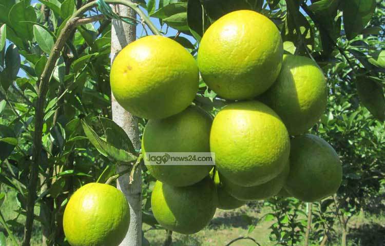 মালটা গাছ থেকে গ্যাফতীয় এর মাধ্যমে এক থেকে দেড় লাখ চারা সংরক্ষণ করে বিক্রির উদ্যোগ নেওয়া হয়েছে। যা এলাকার চাহিদা মিটিয়ে সারাদেশে সম্প্রসারিত হলে আমরা বিদেশেও মালটা চারা রফতানি করতে পারবো। ছবি : হাসান মামুন