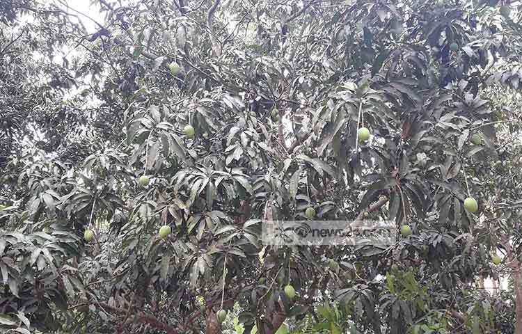 সাতক্ষীরায় এ বছর আমের ফলন বেড়েছে। জেলার বিভিন্ন এলাকার প্রায় প্রতিটি গাছেই কমবেশি আম ধরেছে। ছবি : আকরামুল ইসলাম